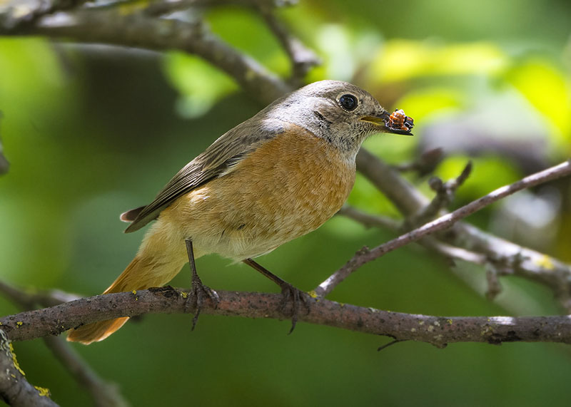 Codirosso (Phoenicurus phoenicurus) ♂ e ♀